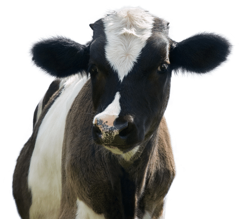 A black and white cow facing forward, showing its head and upper body against a plain background.